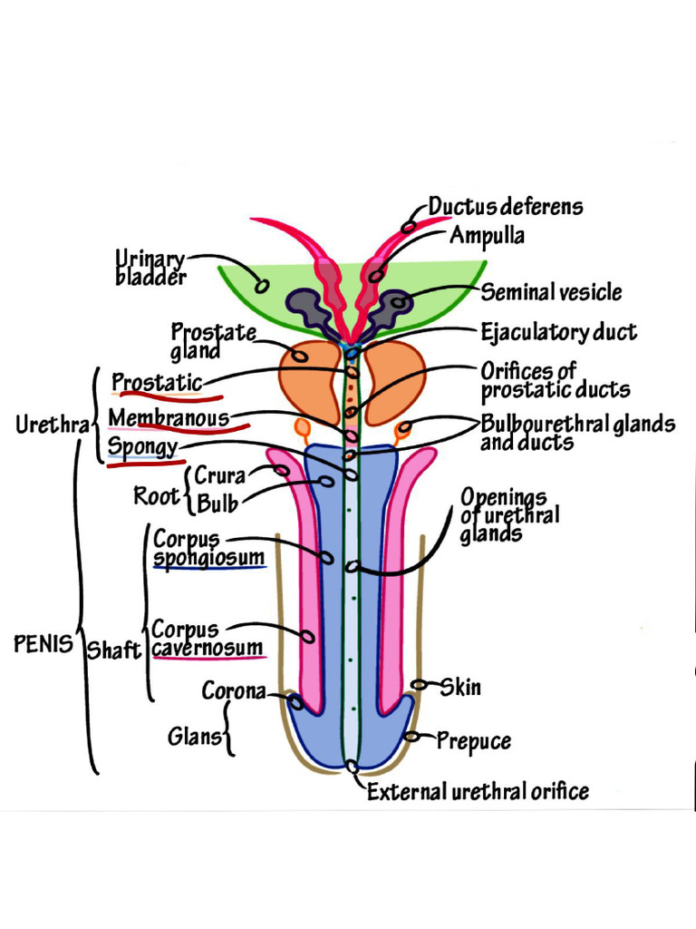 anatomy-of-penis-pdf