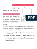 Copia de Resumen Sistema Renal