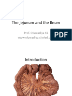 6 The Jejunum and The Ileum Diya