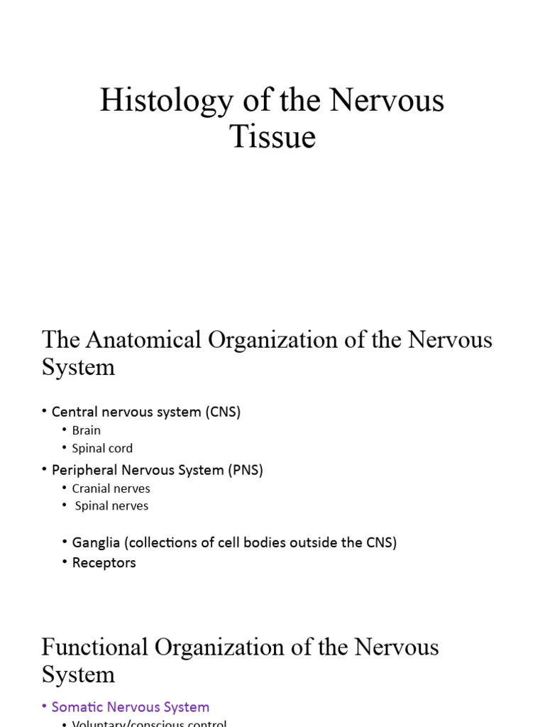 11 Histology of The Nervous Tissue | PDF | Neuron | Nervous System