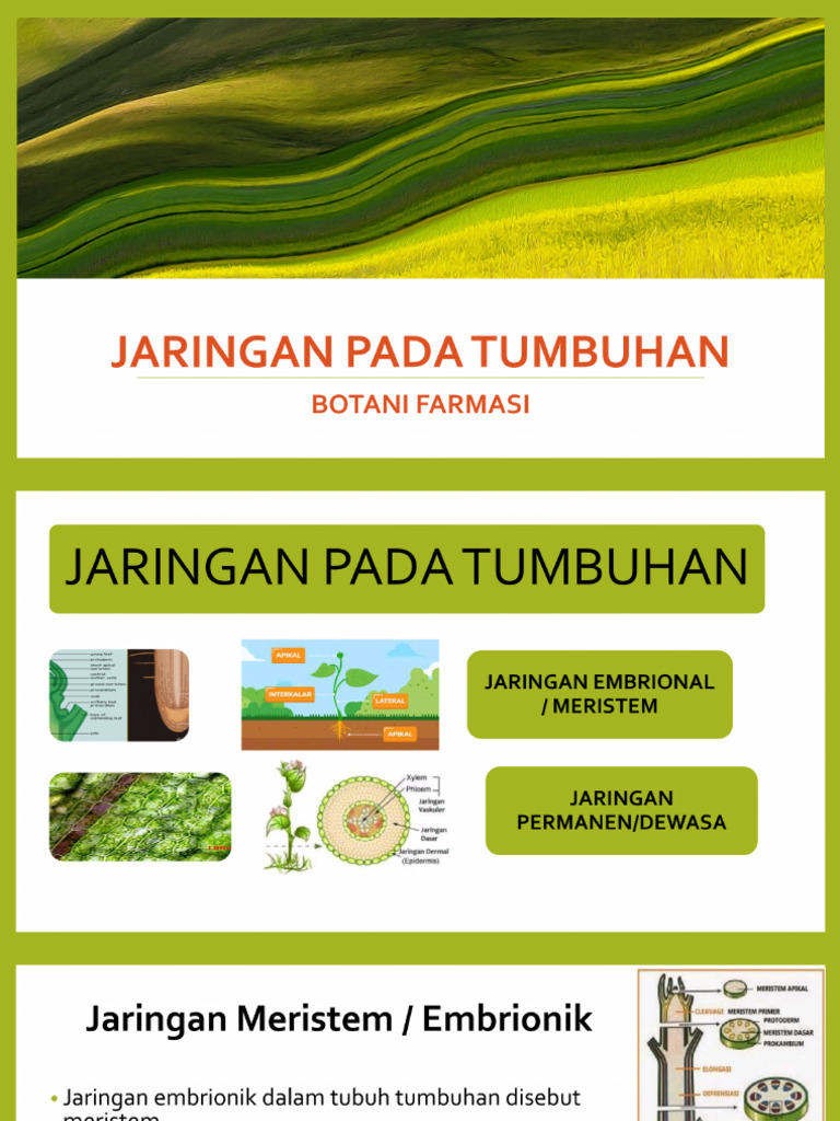 jaringan pada tumbuhan | PDF