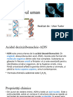 ADN-ul uman