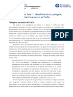 Reporte Escrito: Identificando El Patógeno Relacionado Con El CaCu