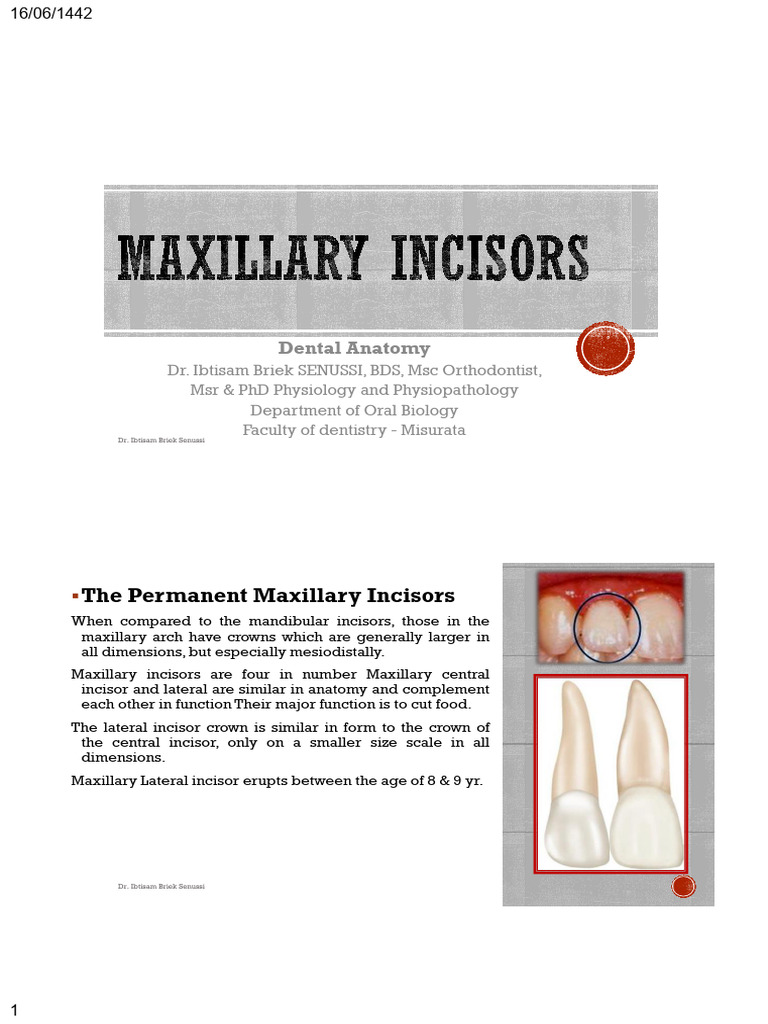 Maxillary Lateral Incisor | PDF | Dentistry | Tooth