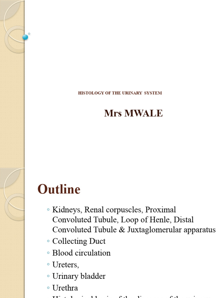 Histology of The The Urinary System | PDF | Kidney | Genitourinary System