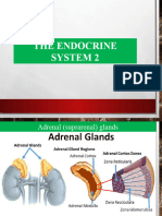 Lecture.12 Endocrine Systems 2