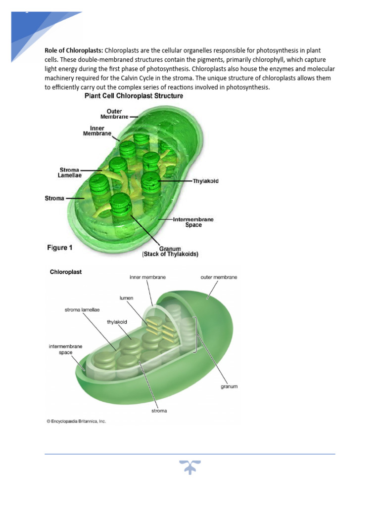 Chloroplasts and Photosynthesis Explained | PDF | Technology & Engineering