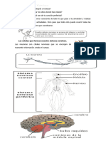 Sistema Nervioso