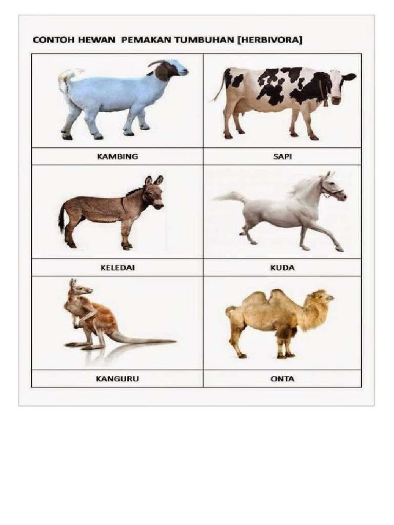 Animal | PDF