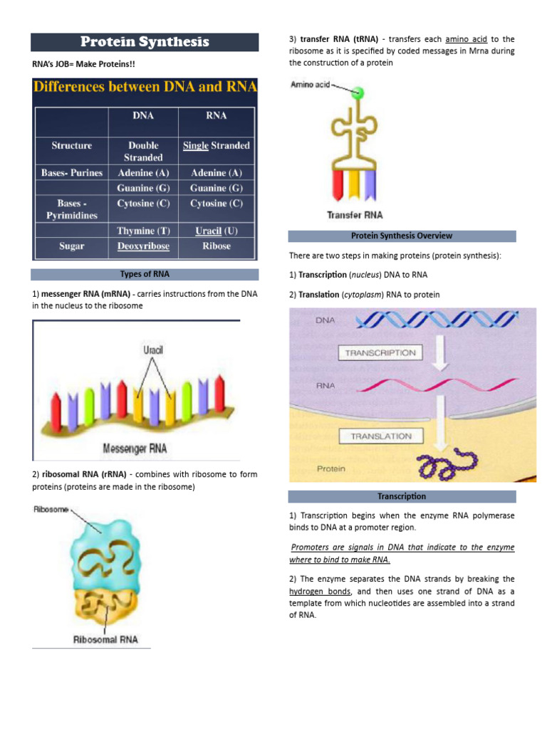 Protein Synthesis Pdf Rna Messenger Rna