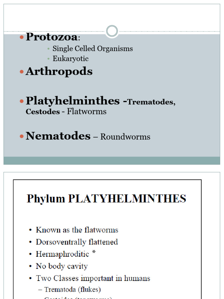 Flukes General Characteristics 2023 PDF Parasitism Zoology