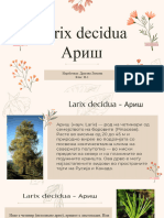 Larix decidua Ариш Драгана Љомова клас II 1