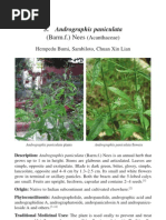 12b1705 Andrographis Paniculata Sambiloto