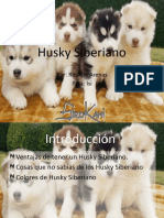 Husky Siberiano: Por: Ricardo Arenas Para: Isi