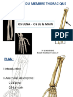 OstÃ©ologie Du Membre Thoracique Ulna - Main