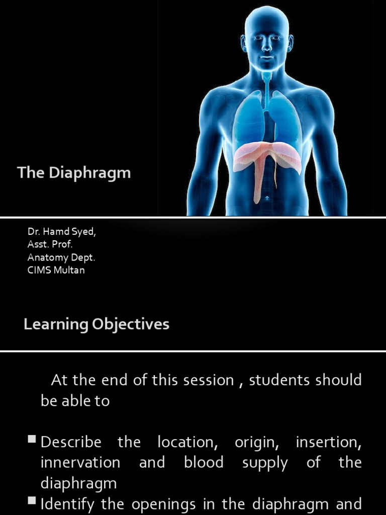 DIAPHRAGM DEFINITION MEANING intelligence overview