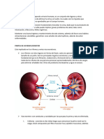 Sistema Excretor Informe