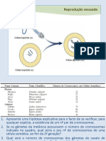 PP6 - Meiose