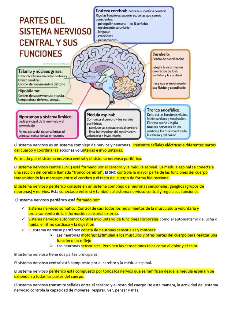 Sistema Nervioso Estructura Y Funciones PDF Sistema Nervioso Neurona