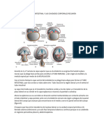 Resumen Cavidades Corporales y Tubo Intestinal