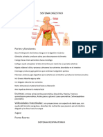 Sistema Digestivo y Respiratorio