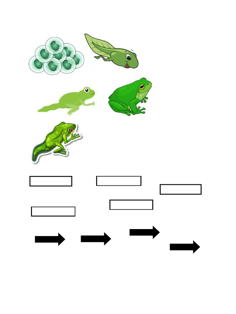 frog-cycle-pdf