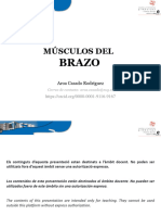 Músculos Del Brazo y Antebrazo