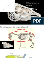 Osteología de La Cabeza