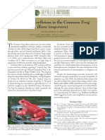 West - Allain - 2020 - A Case of Erythrism in The Common Frog
