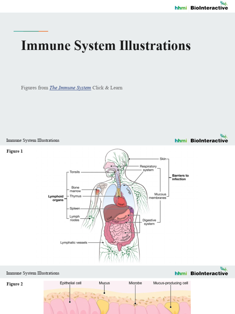 ImmuneSystem Illustrations CL | PDF