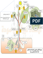 حوصلة التركيب ض و تغذية النبات الاخضر-1