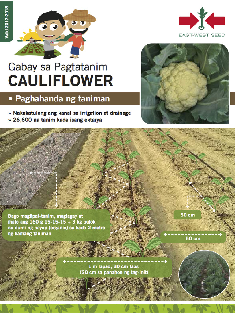 Cauliflower | PDF