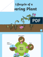 Life Cycle of A Flowering Plant 1wareef