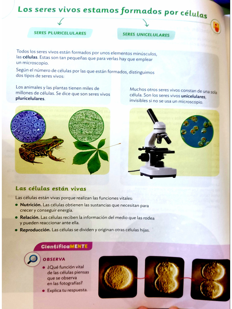 Los Seres Vivos y Las Células | PDF