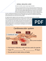 Sistem Circulator Pesti - Descriere
