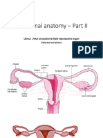 Functional Anatomy - Part II: Uterus, Fetal Circulation & Male Reproductive Organ Selected Variations
