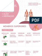 Músculos: Origem Inserção Ação Inervação