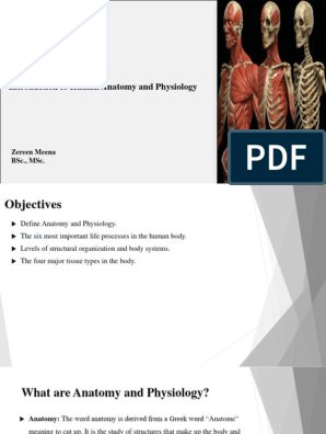 Lecture1. Introduction To Human Anatomy and Physiology, PDF, Tissue  (Biology)