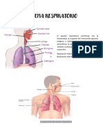 Sistema Respiratorio - Apuntes Anatomia