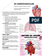 Apuntes de Anatomia 3