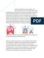 Pulmones 