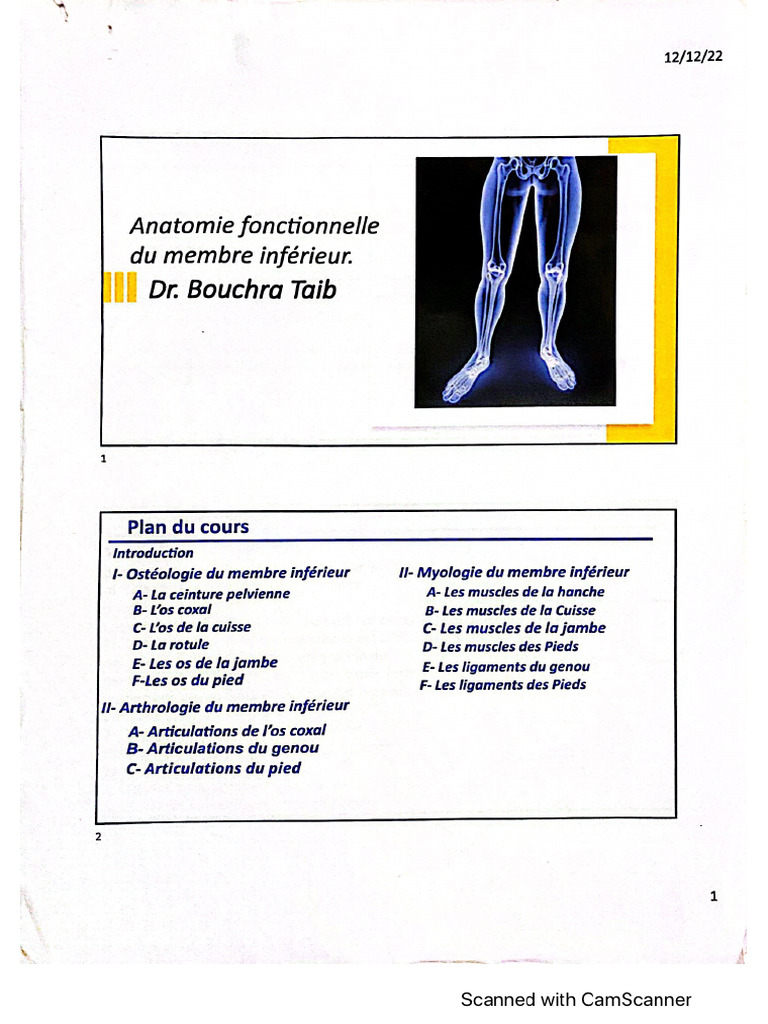 Membre Infrieur | PDF