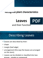 Leaves and Their Function