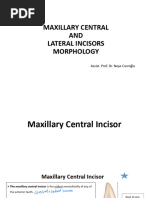 Anatomy of Maxillary Central Incisor | PDF | Dental Anatomy | Dentistry ...