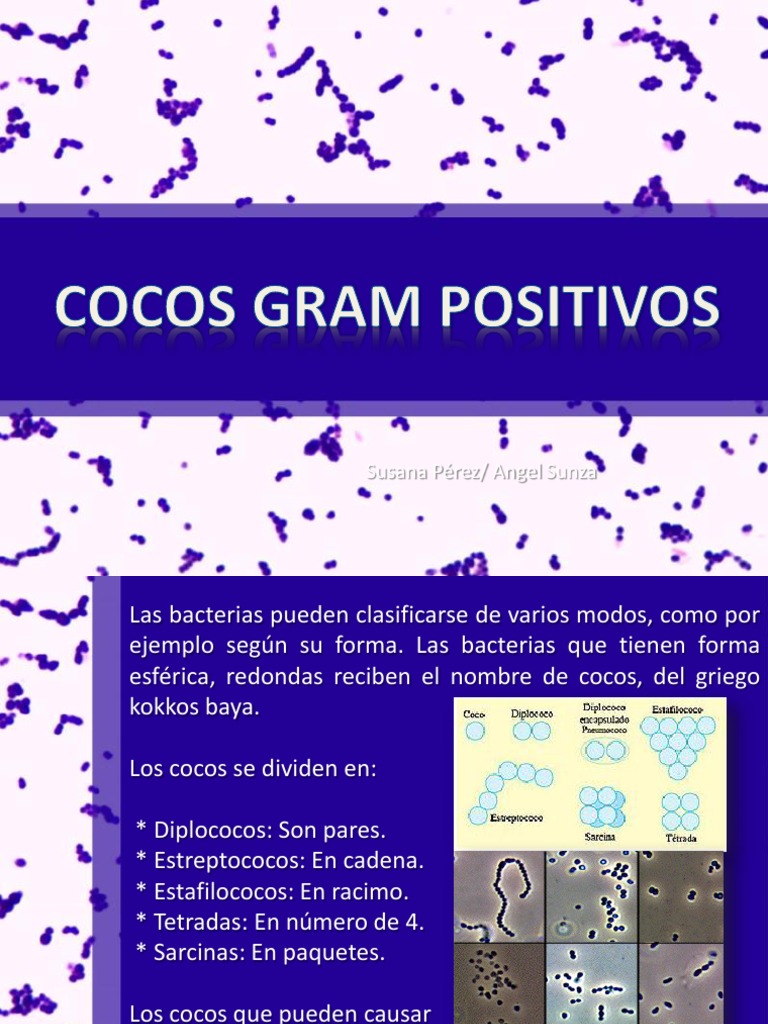 Cocos Gram Positivos Staphylococcus Aureus Estreptococo