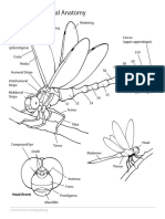 Dragonfly External Anatomy
