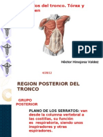 Musculos Torax y Abdomen