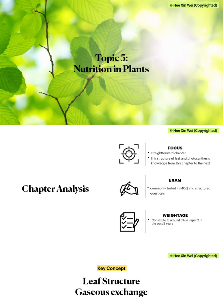 (BIO) Chapter 5 - Nutrition in Plants | PDF | Stoma | Leaf