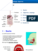 Digestion 1