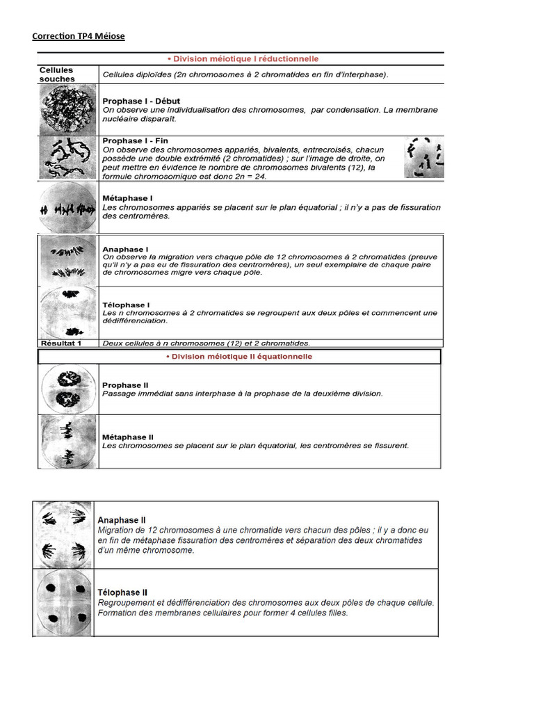 Correction Tp4 Meiose | PDF